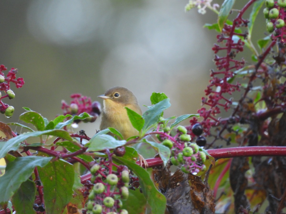 Common Yellowthroat - ML623947642
