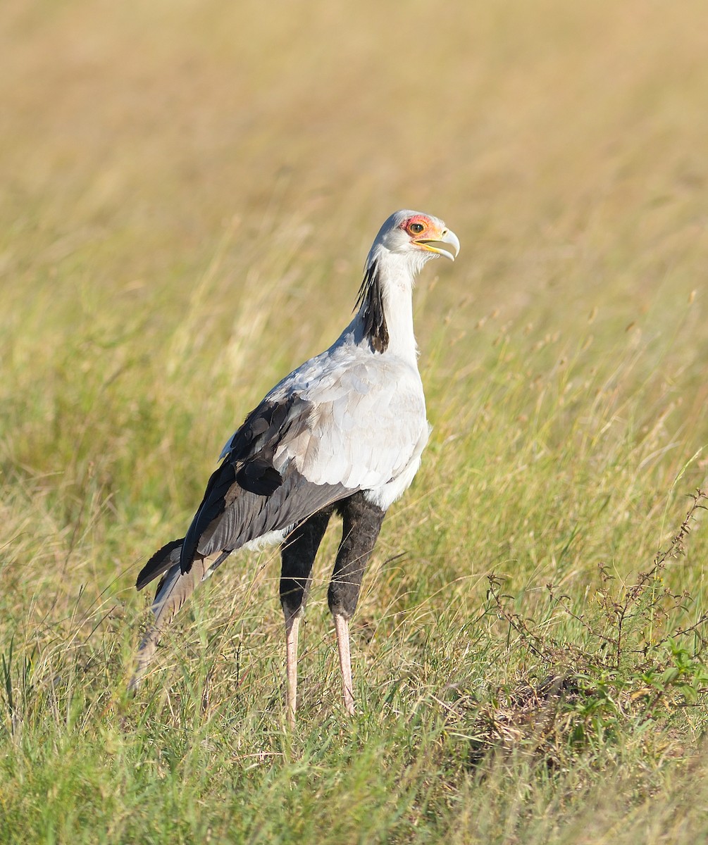 Secretarybird - ML623947643