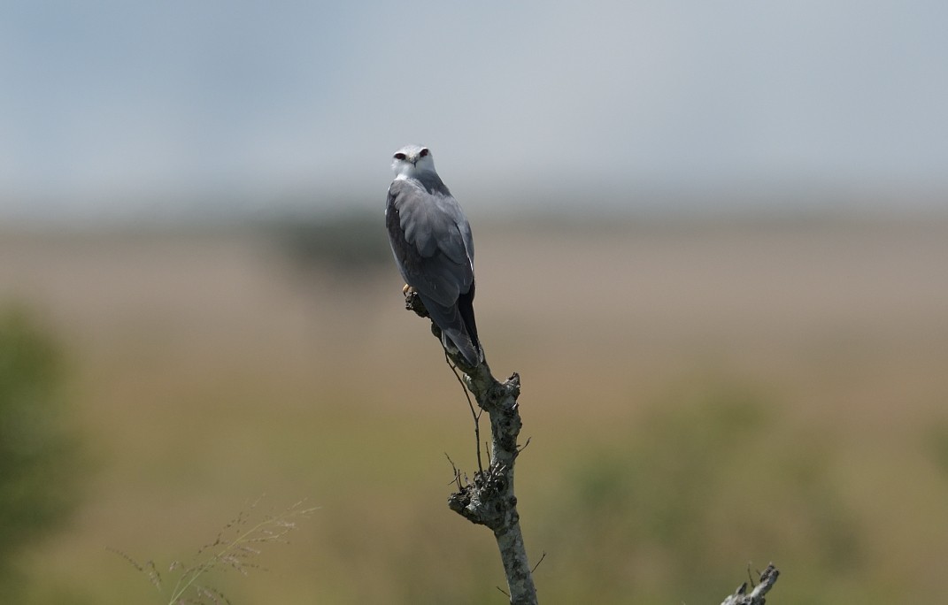 Black-winged Kite - ML623947661