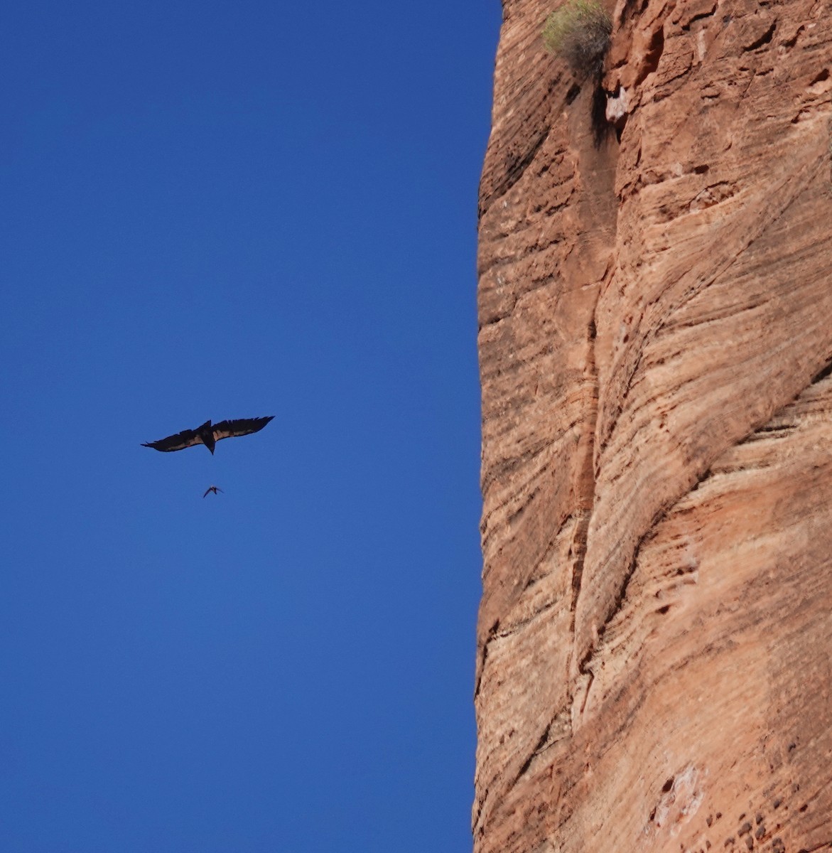 White-throated Swift - ML623947662