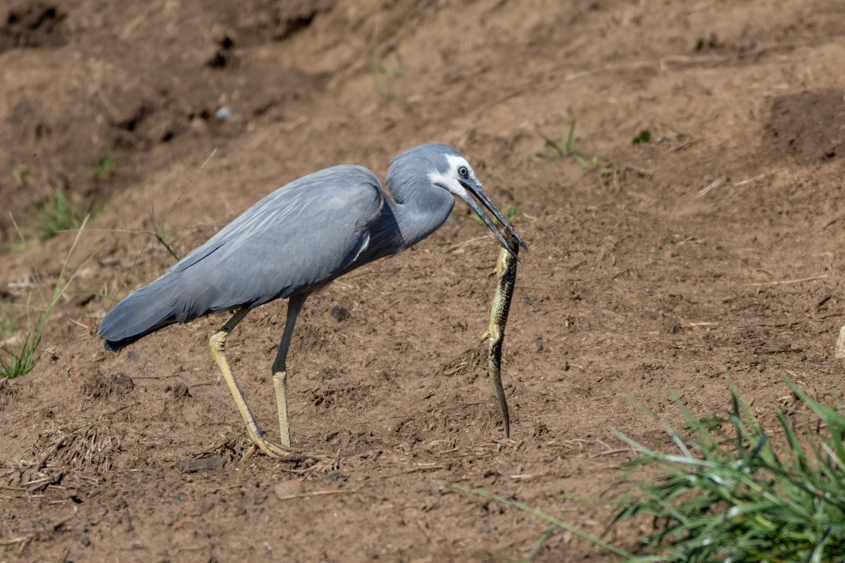 hvitmaskehegre - ML623947679