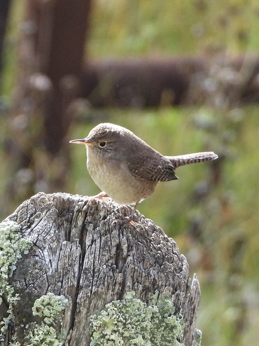 Northern House Wren - ML623947688