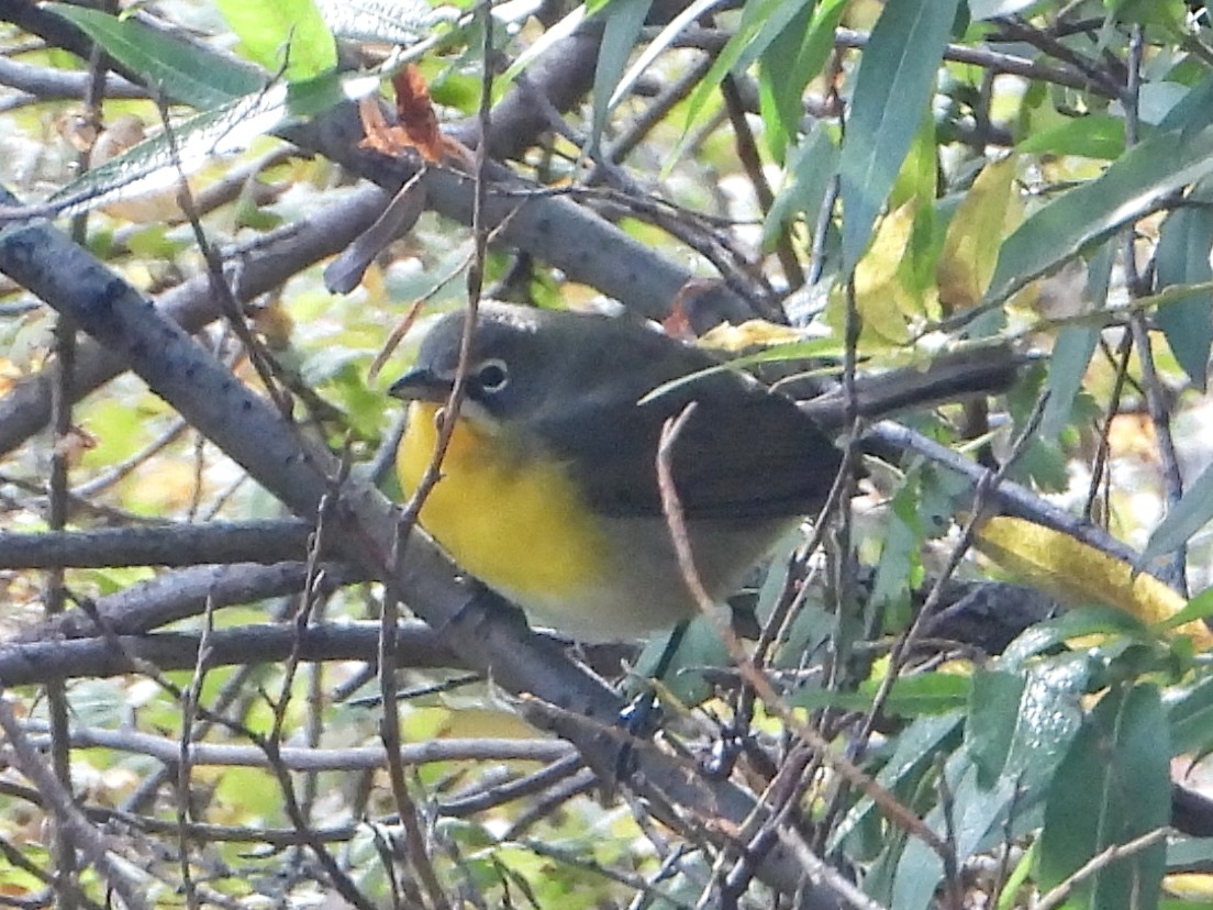 Yellow-breasted Chat - ML623947692