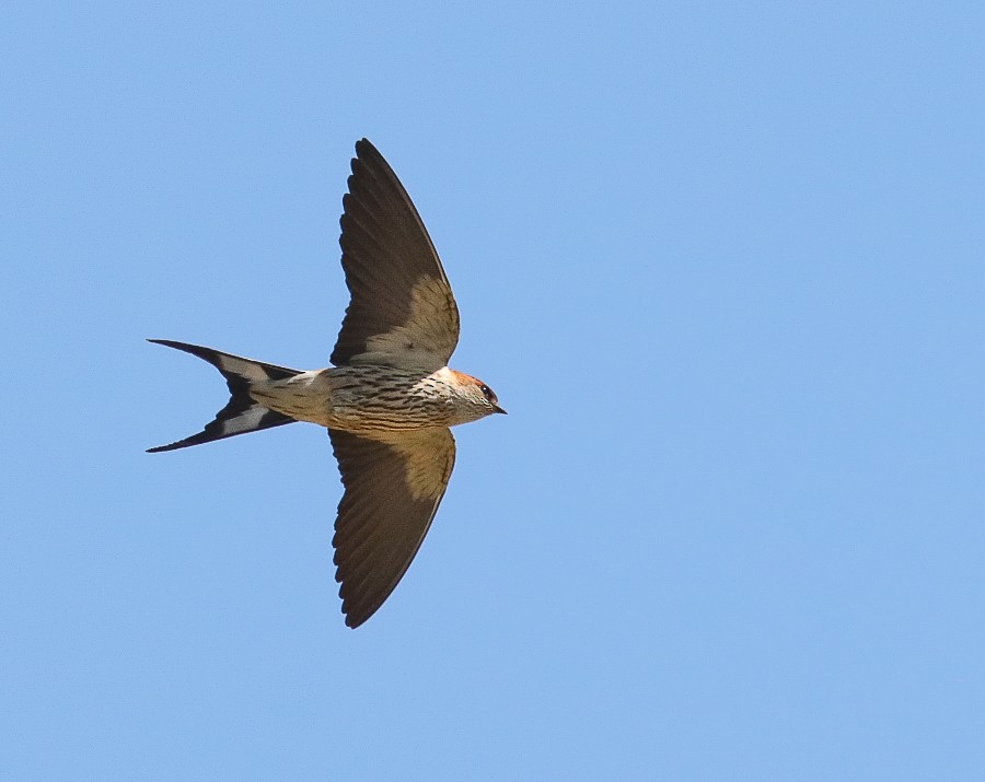 Greater Striped Swallow - ML623947696