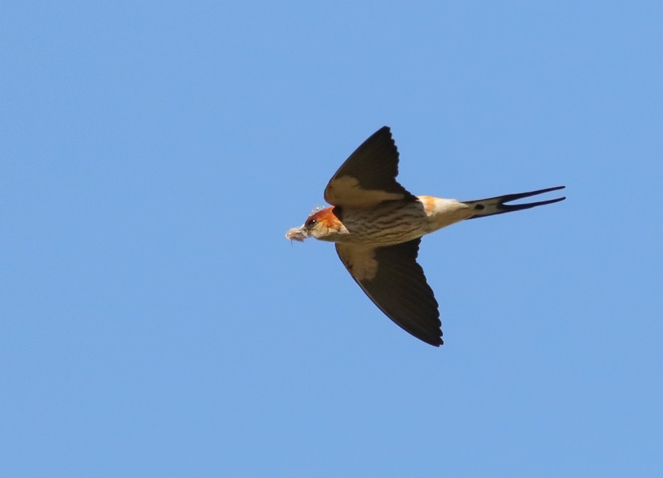 Greater Striped Swallow - ML623947697