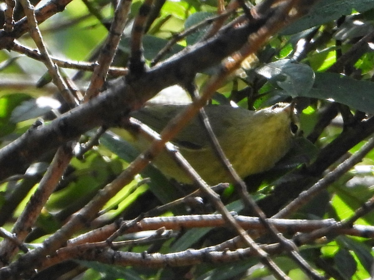 Orange-crowned Warbler - ML623947703