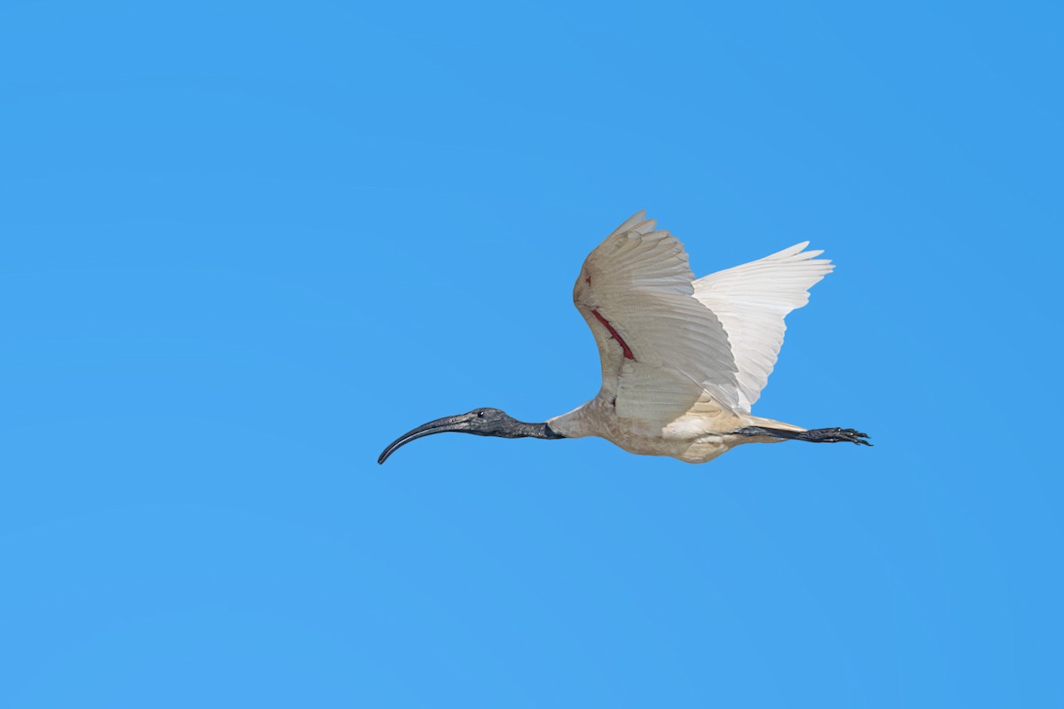 Black-headed Ibis - ML623947708