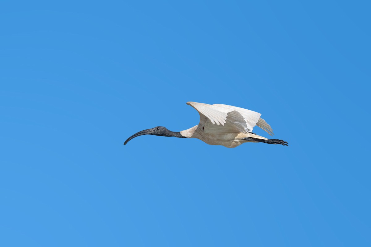 Black-headed Ibis - ML623947709