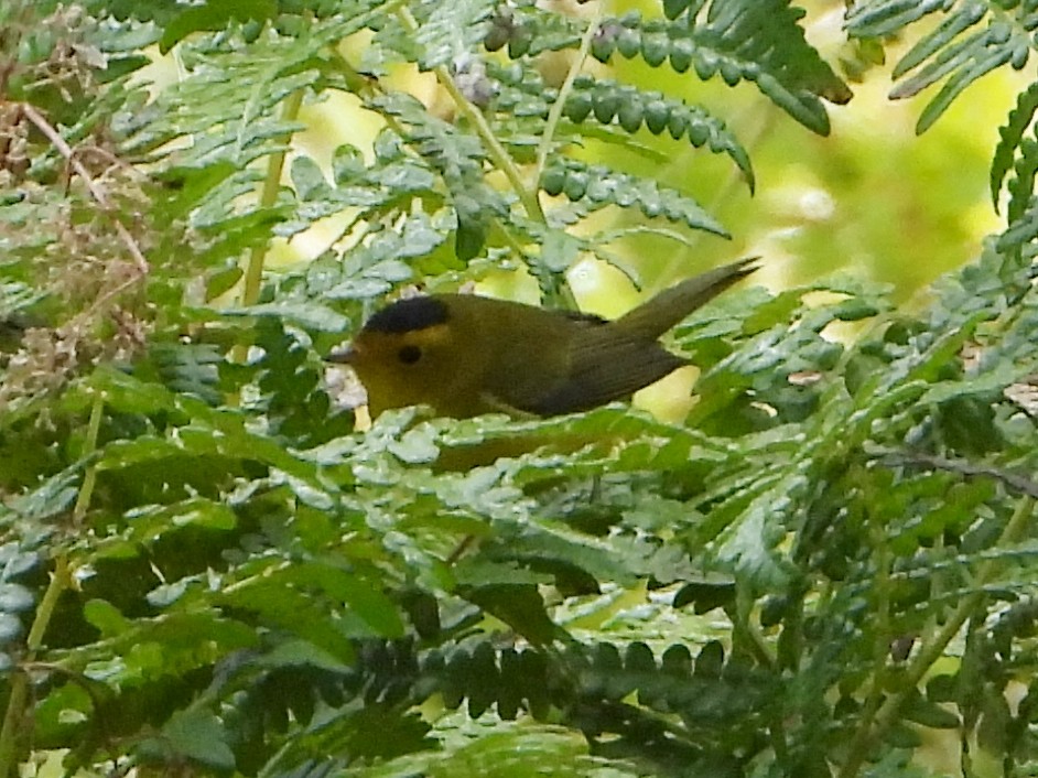 Wilson's Warbler - ML623947713