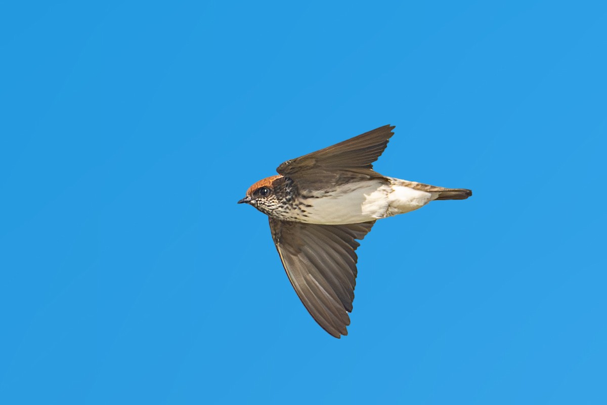 Streak-throated Swallow - ML623947732