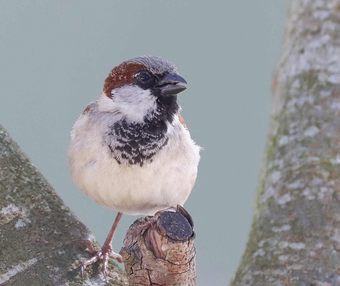 House Sparrow - ML623947751