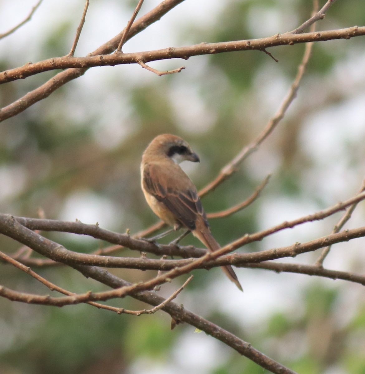 Brown Shrike - Afsar Nayakkan