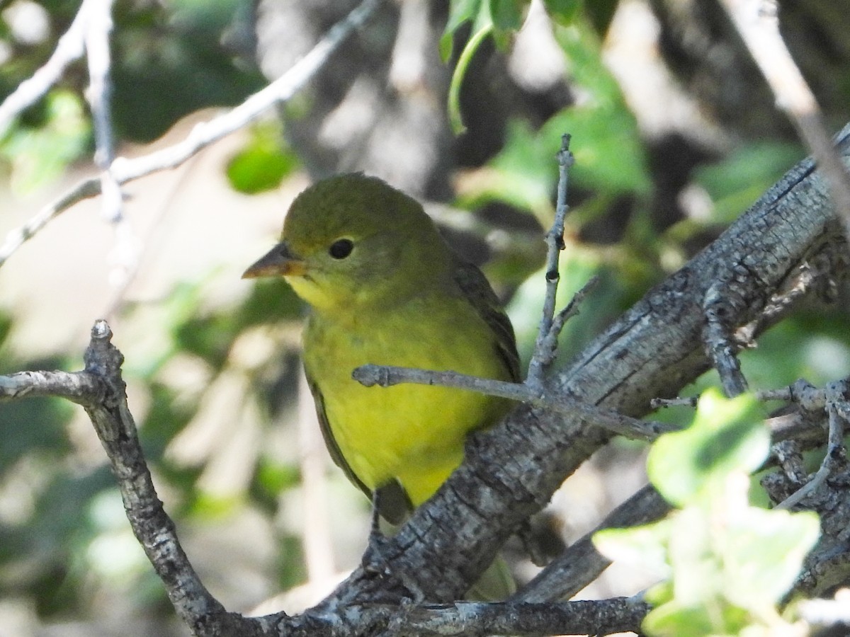 Western Tanager - ML623947778