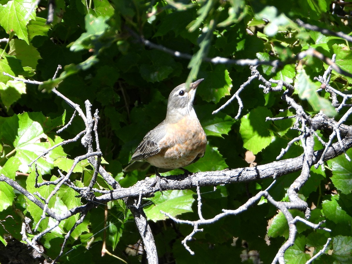 American Robin - ML623947781