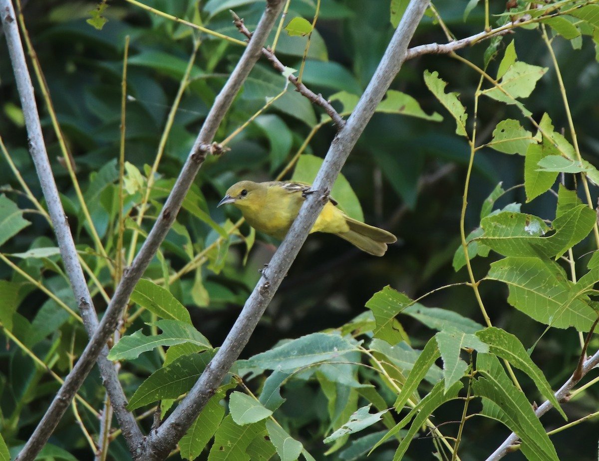 Orchard Oriole - ML623947782