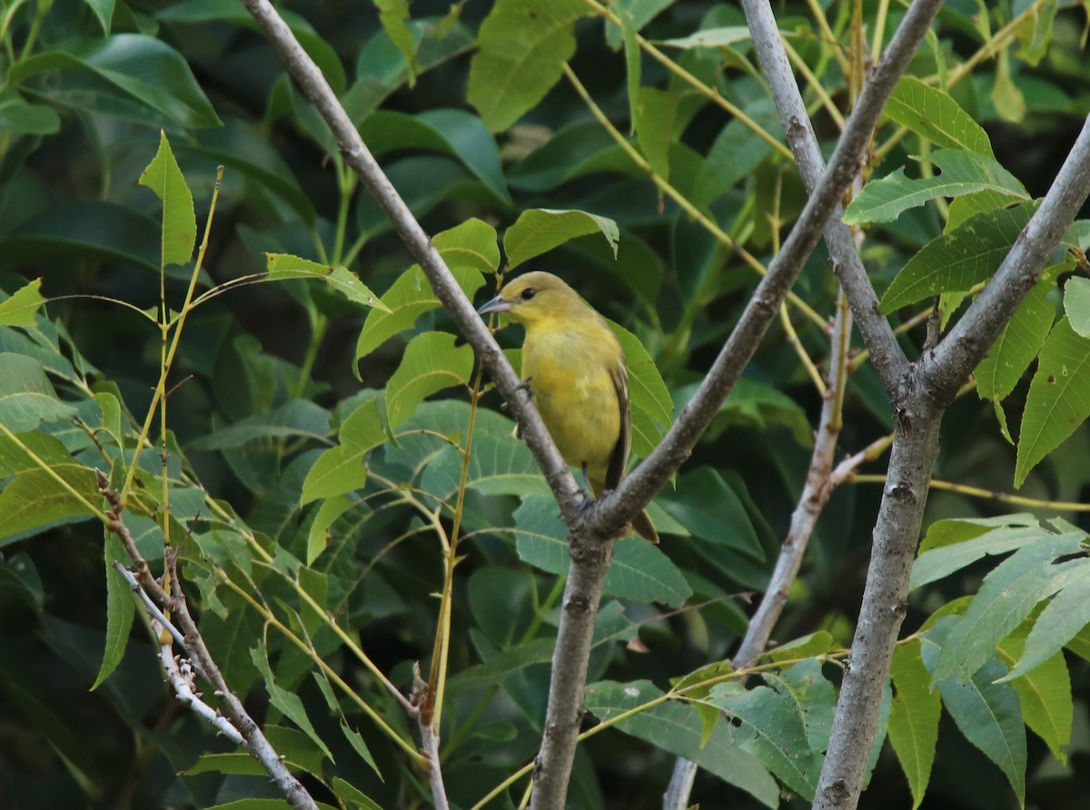 Orchard Oriole - ML623947783