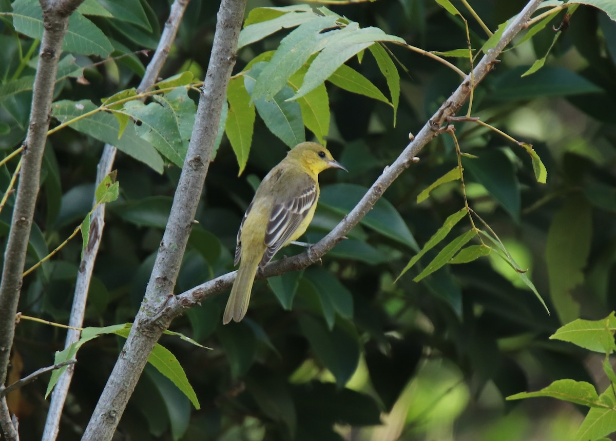 Orchard Oriole - ML623947786