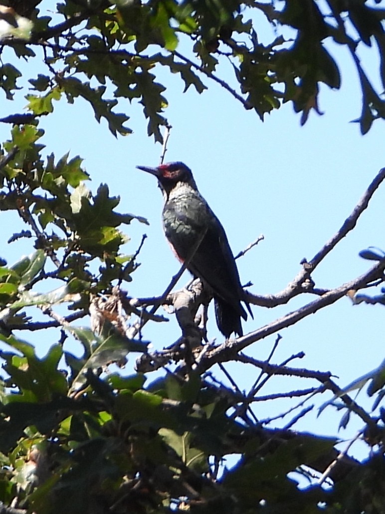 Lewis's Woodpecker - ML623947789