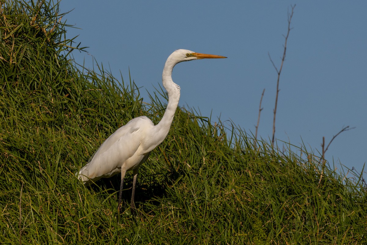 Great Egret (modesta) - ML623947811