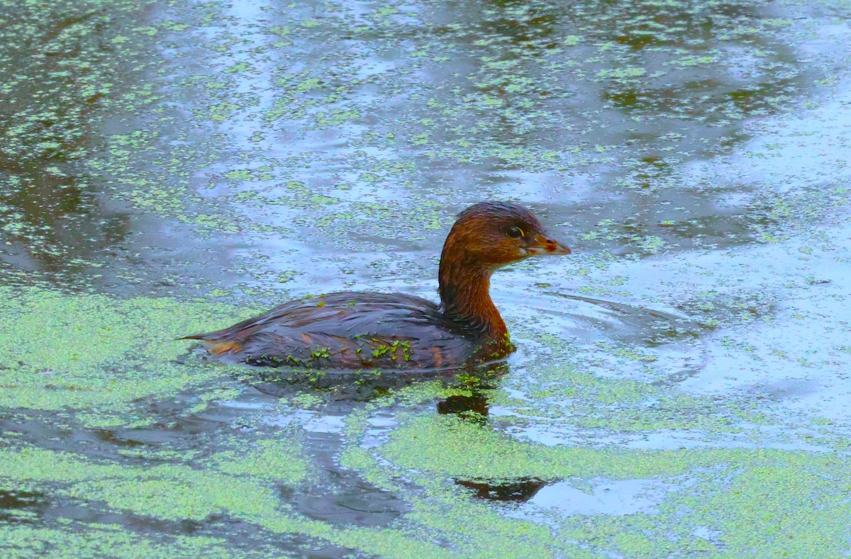 Pied-billed Grebe - ML623947816