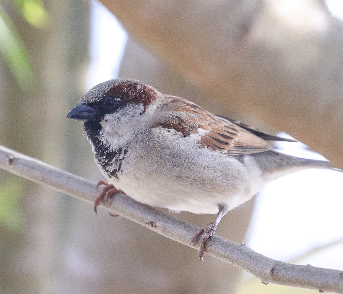 House Sparrow - ML623947822