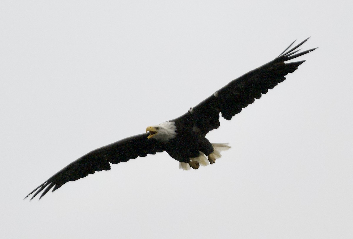 Bald Eagle - ML623947829