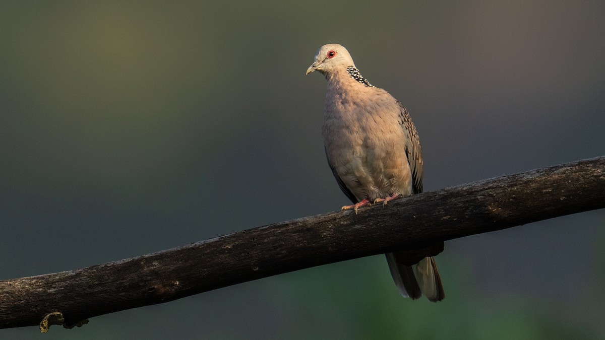 Spotted Dove - ML623947878