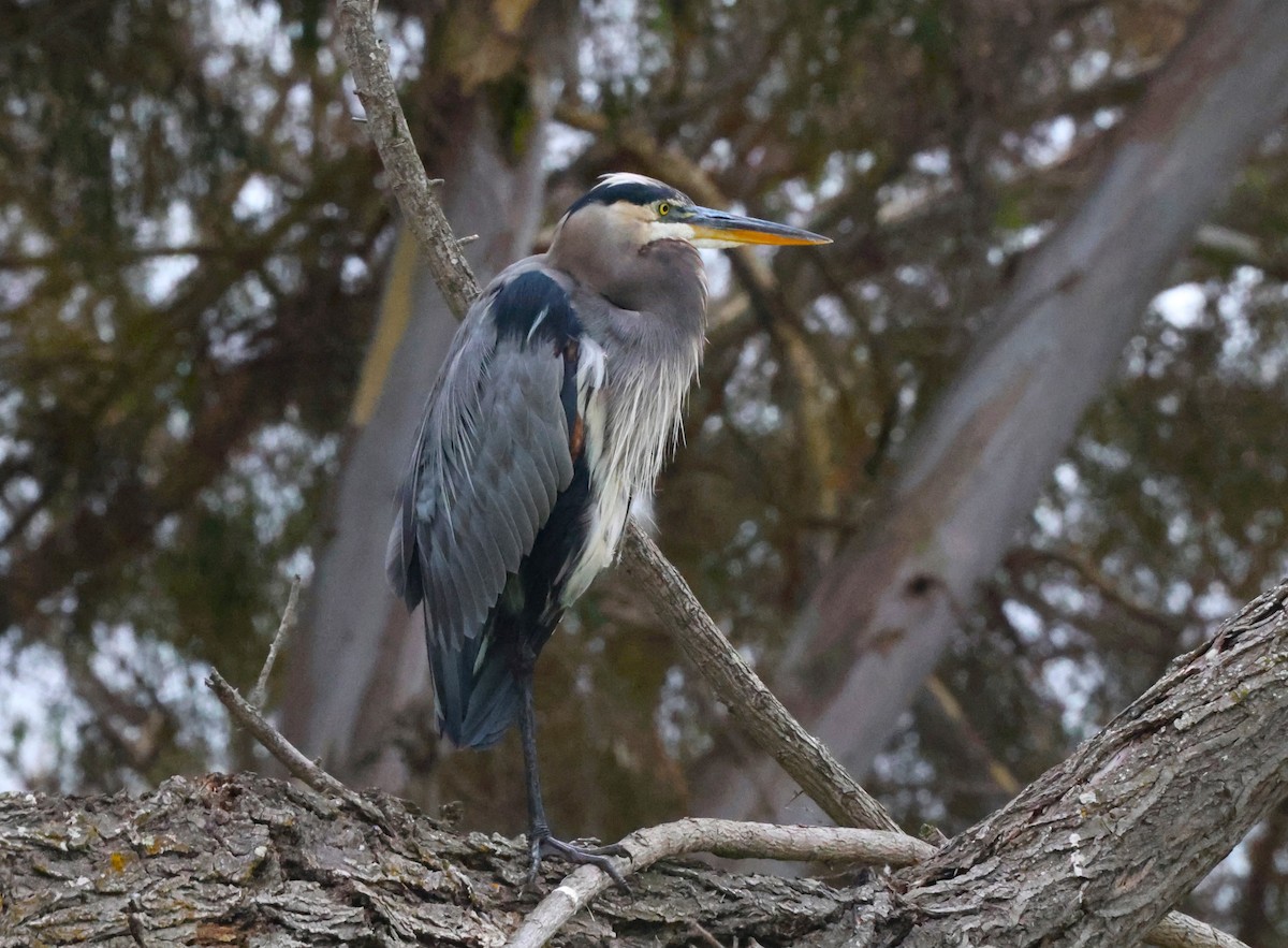 Great Blue Heron - Angela Kenny