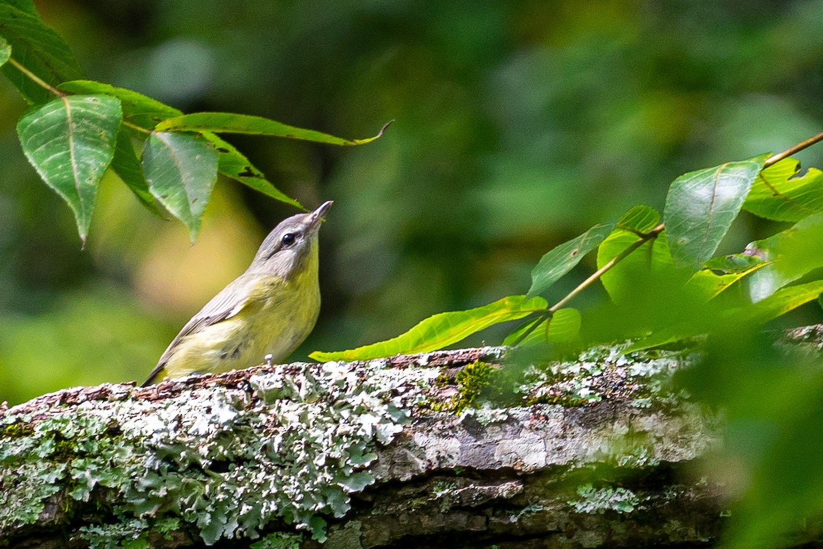 Philadelphia Vireo - ML623947884