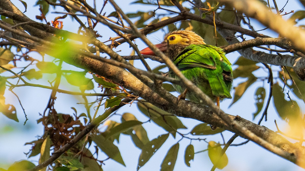 barbet hnědohlavý - ML623947892