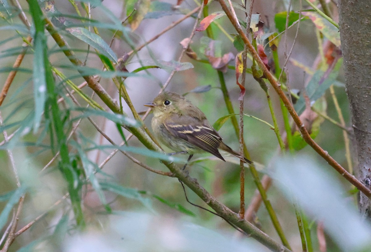 Western Flycatcher (Pacific-slope) - ML623947900