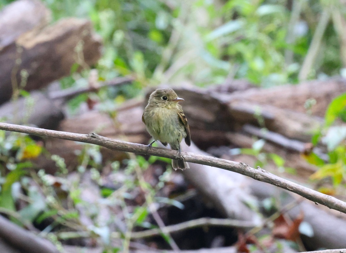 Western Flycatcher (Pacific-slope) - ML623947901