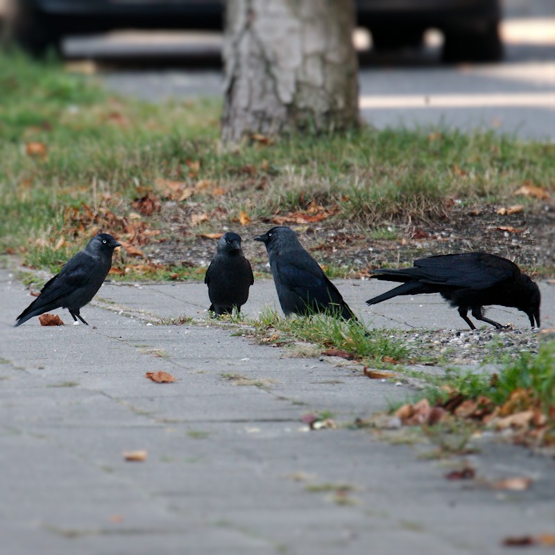 Eurasian Jackdaw - ML623947906