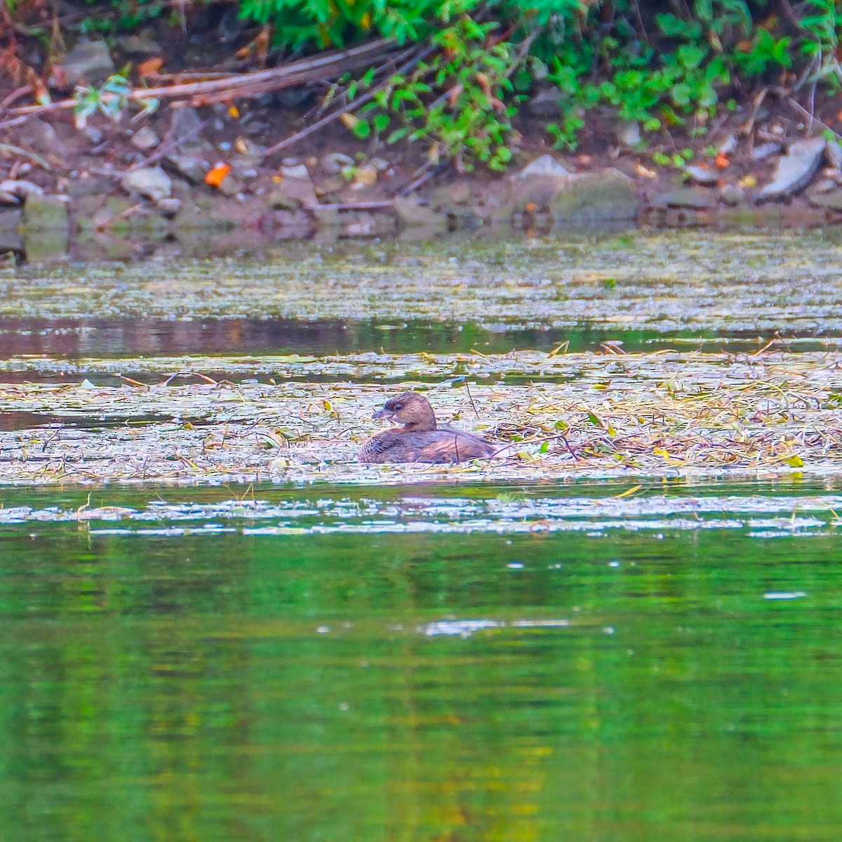 Pied-billed Grebe - ML623947912