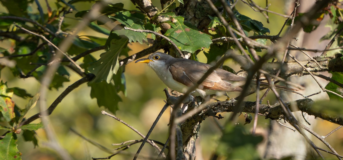 Yellow-billed Cuckoo - ML623947928