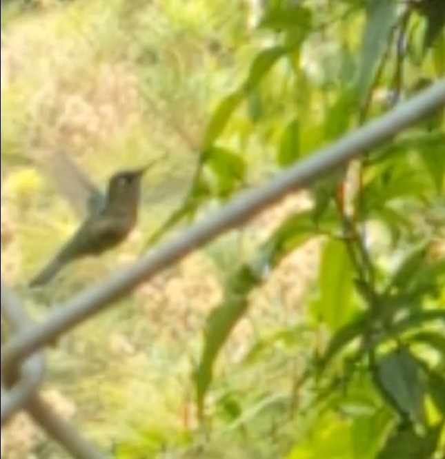 Green-crowned Plovercrest - ML623947933