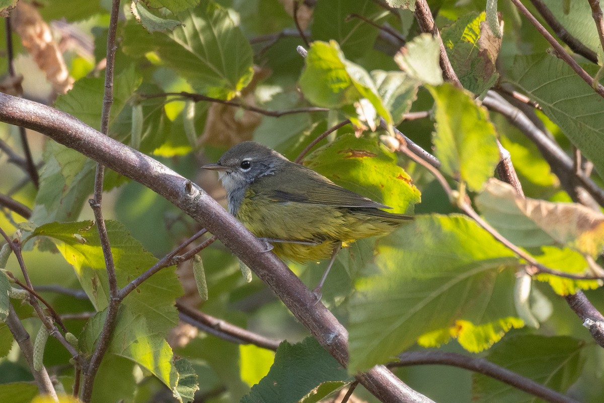 MacGillivray's Warbler - Kyle Landstra