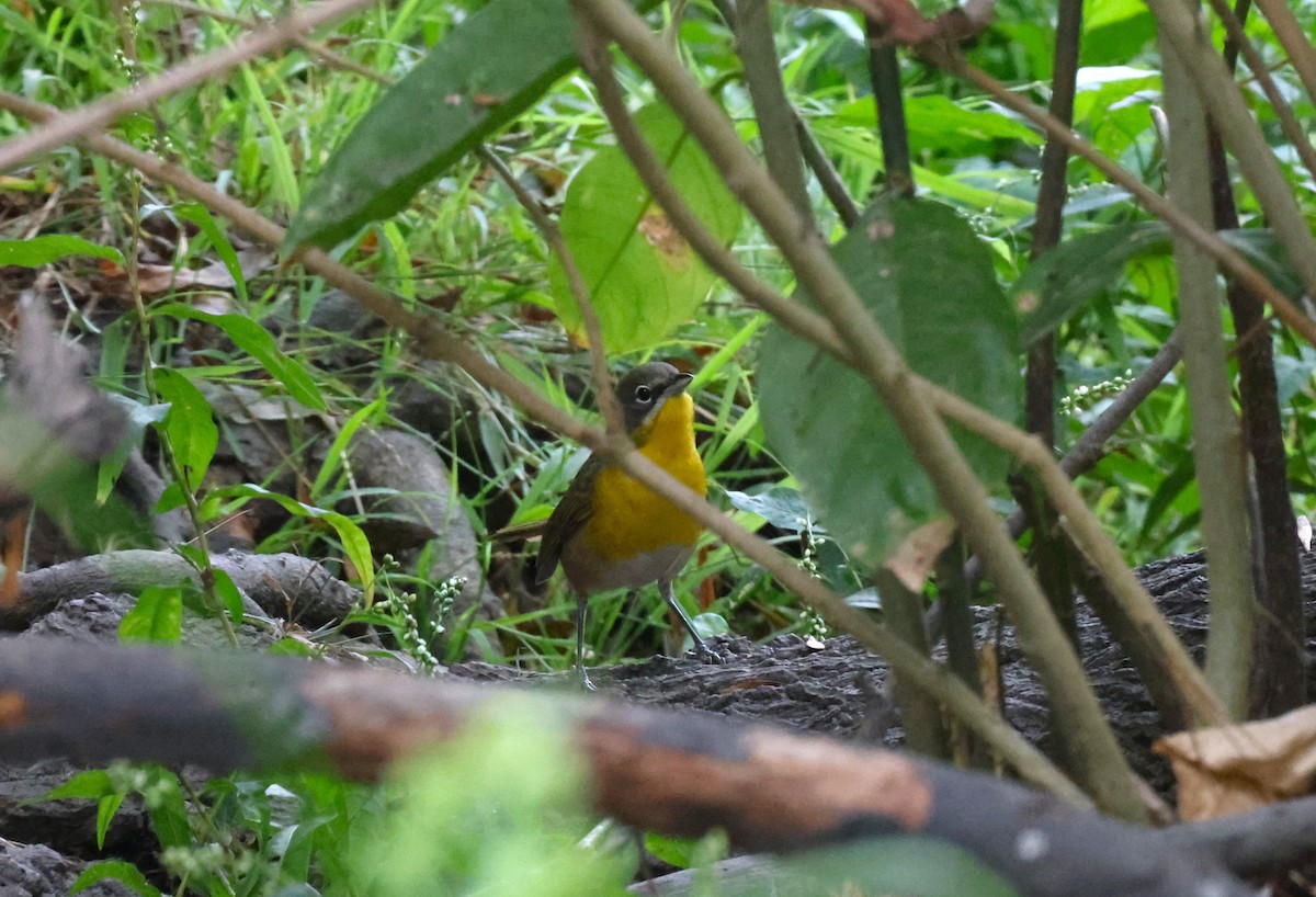 Yellow-breasted Chat - ML623947983