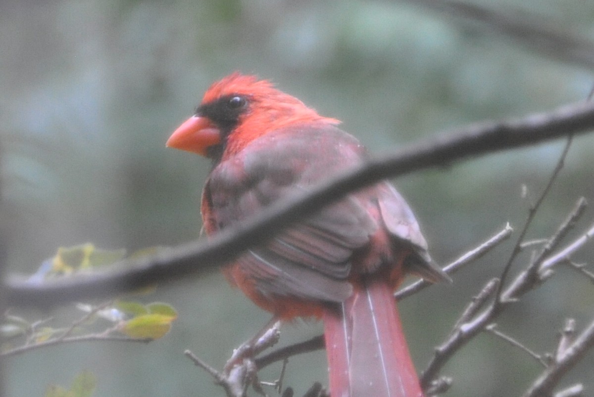 ショウジョウコウカンチョウ - ML623947984