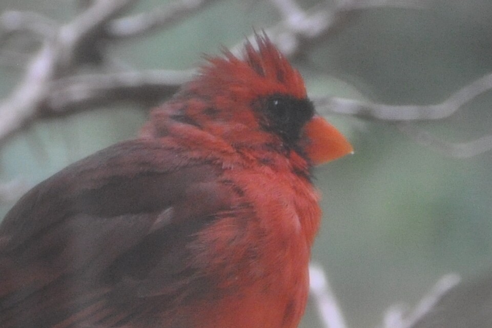 Cardinal rouge - ML623947987