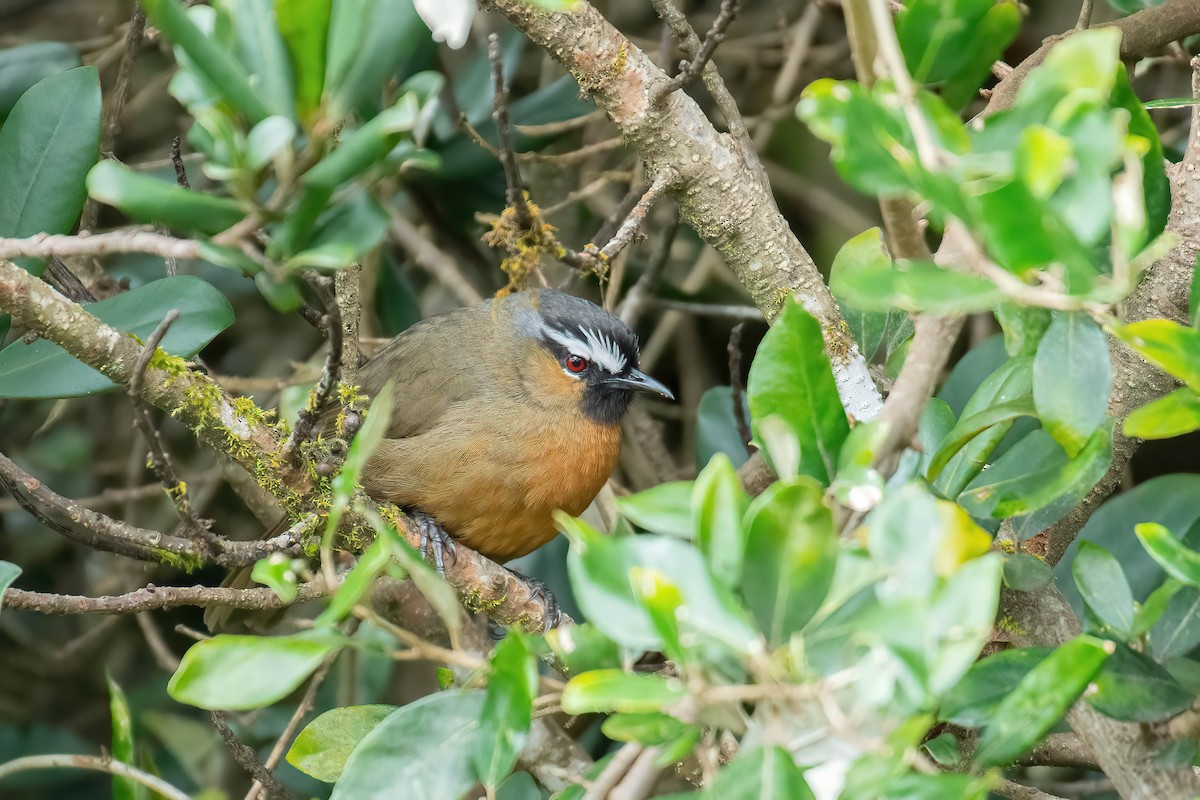 Nilgiri Laughingthrush - ML623947996