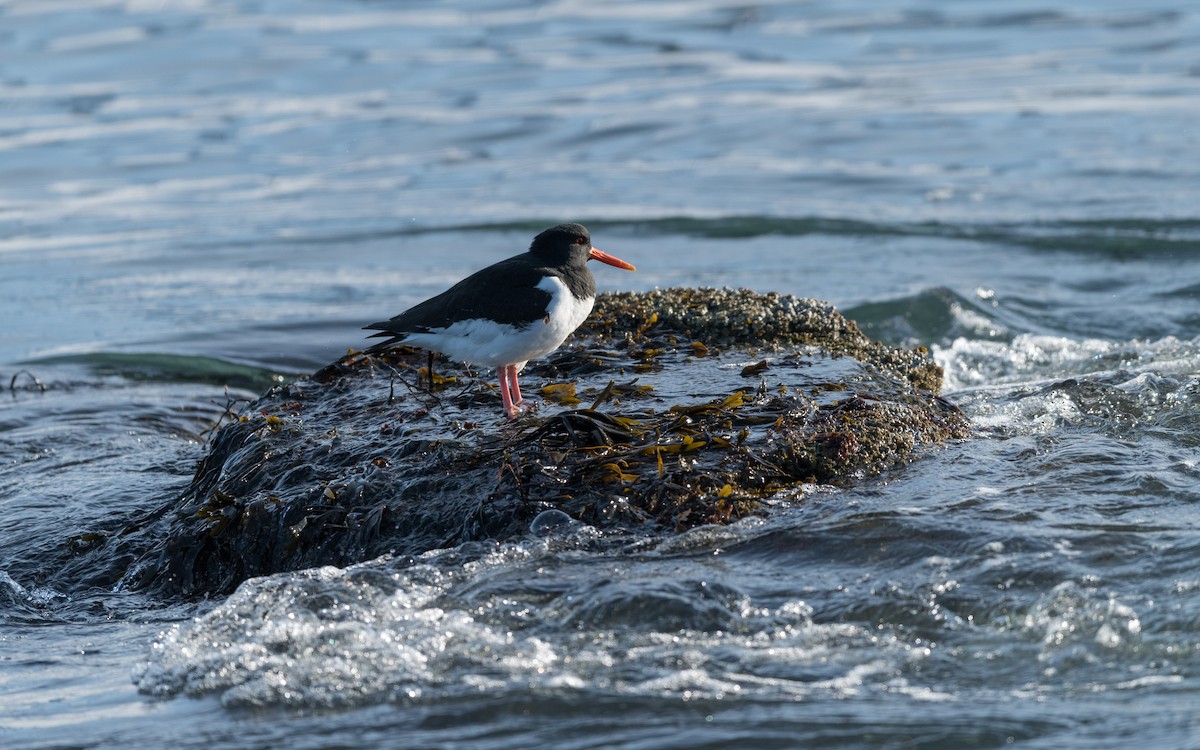 Eurasian Oystercatcher - ML623948007