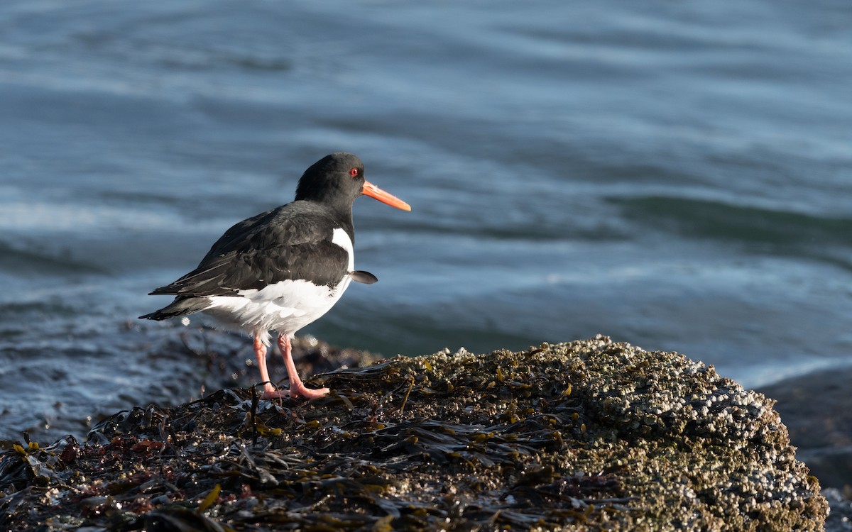 Eurasian Oystercatcher - ML623948008