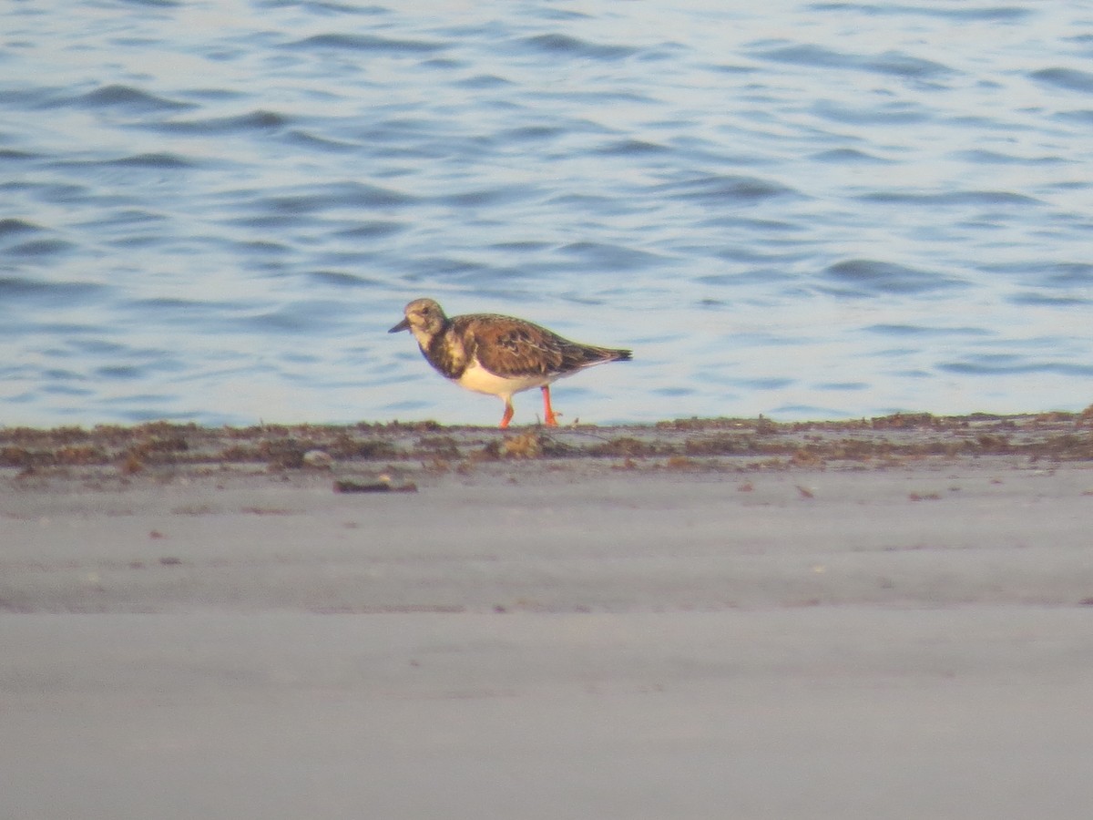 Ruddy Turnstone - ML623948009