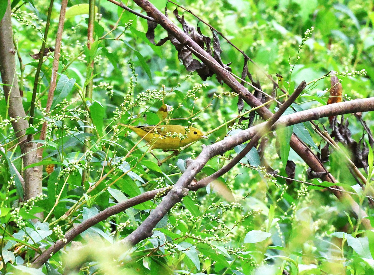 Yellow Warbler - ML623948010