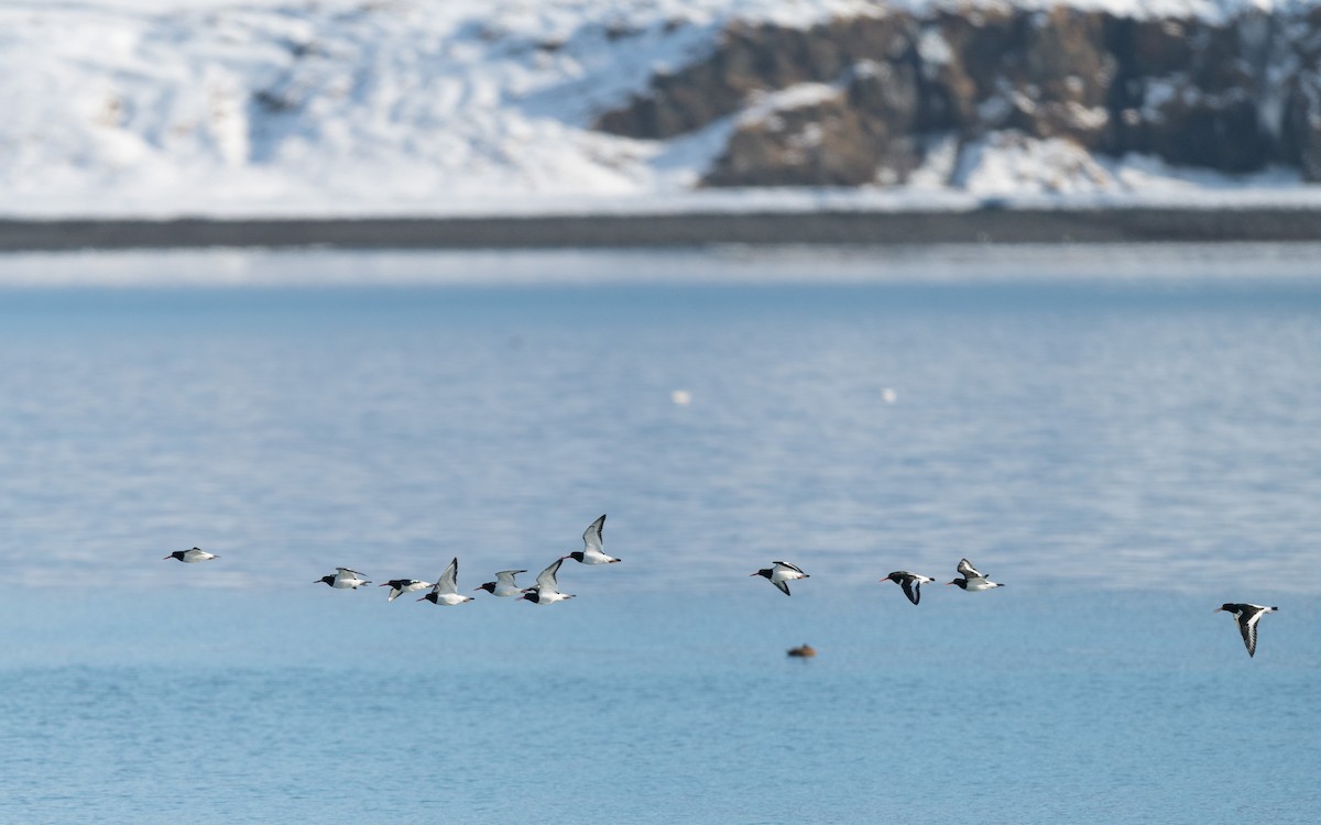 Eurasian Oystercatcher - Serge Horellou