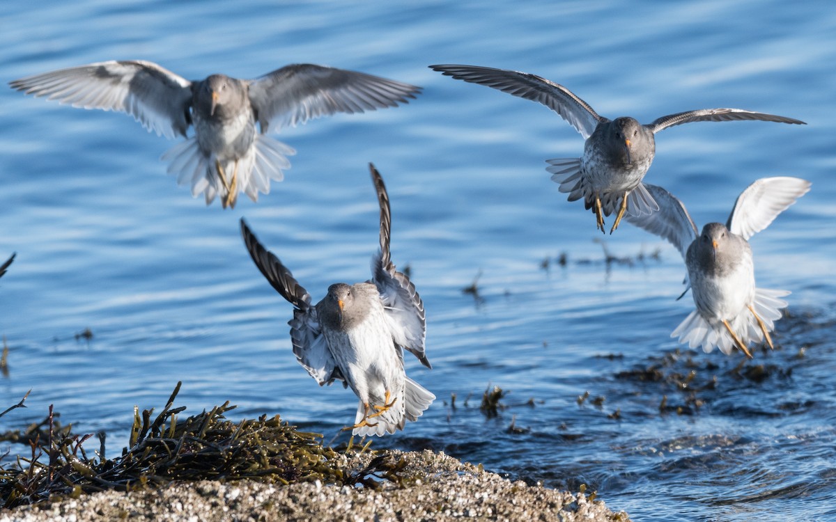 Meerstrandläufer - ML623948016