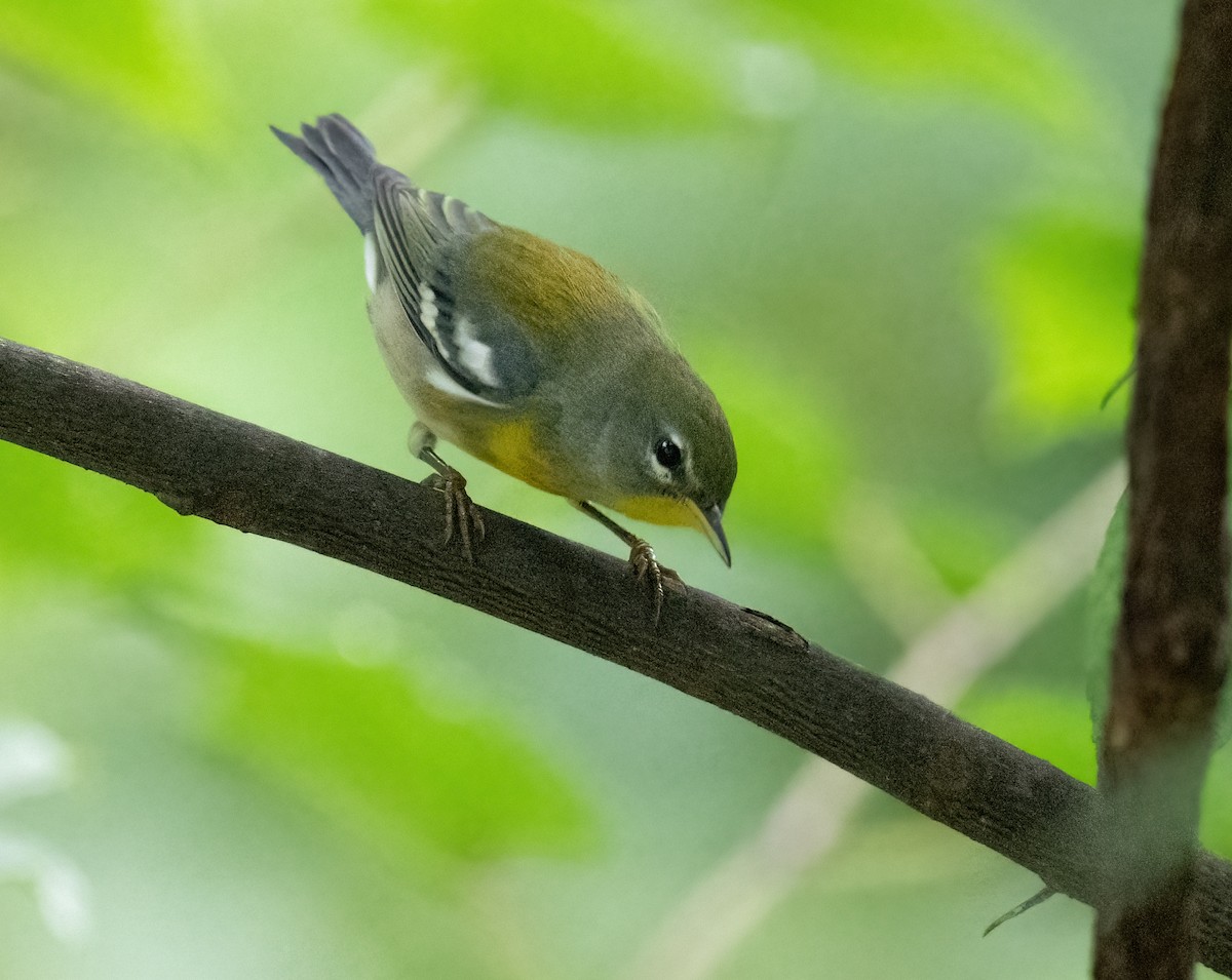 Northern Parula - ML623948050