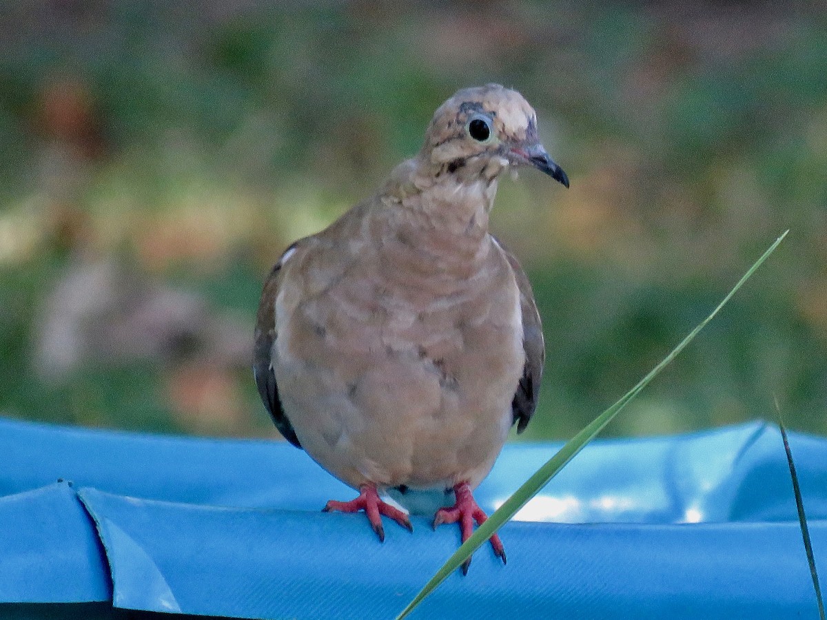 Mourning Dove - ML623948053