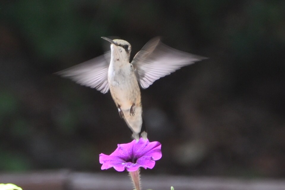 Colibrí Gorjirrubí - ML623948059